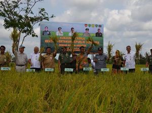 Pemerintah Yakin Kaltim Swasembada Beras 2018