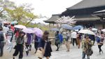 Cantiknya Sakura di Kyoto, Jadi Pengen ke Jepang!