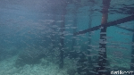 Liburan di Raja Ampat Serasa Pantai Pribadi, Sapokren Tempatnya