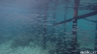 Ini dia aksi yang paling ditunggu saat snorkeling, ikan schooling. Ikan akan berenang secara bergerombol dan berputar-putar di satu tempat (Bonauli/detikTravel)