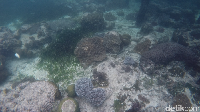 Karang berwarna-warni akan mememani kegiatan snorkeling traveler (Bonauli/detikTravel)