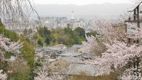 Saat musim semi tiba, bunga sakura pun mulai mekar. Cukup banyak pohon sakura di kawasan kuil ini (Kurnia/detikTravel)