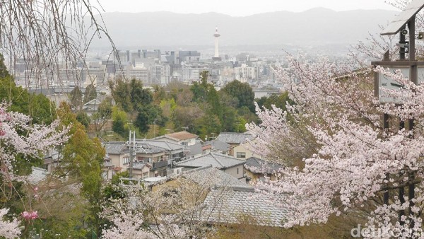 Saat musim semi tiba, bunga sakura pun mulai mekar. Cukup banyak pohon sakura di kawasan kuil ini (Kurnia/detikTravel) Saat musim semi tiba, bunga sakura pun mulai mekar. Cukup banyak pohon sakura di kawasan kuil ini (Kurnia/detikTravel)