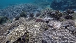 Liburan di Raja Ampat Serasa Pantai Pribadi, Sapokren Tempatnya