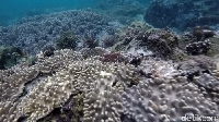 Enggak cuma itu, bulu-bulu babi dan bintang laut juga terlihat atas karang. Ikan-ikan pun berenang diantaranya (Bonauli/detikTravel)