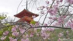 Potret Destinasi Teromantis Kyoto dengan Kisah Kelam