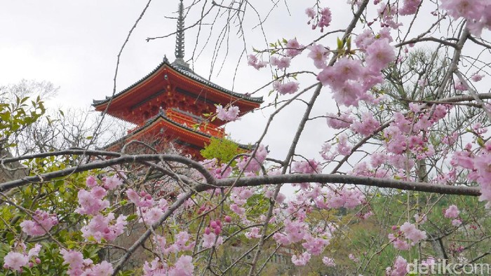 Sakura di Kyoto