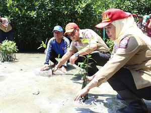 Mensos Tanam Manggrove di Pulau Pramuka