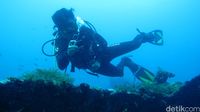 Diving di Tulamben (Kamal/detikTravel)