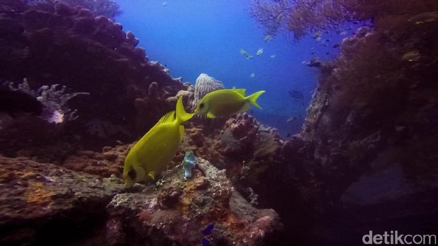 Ikan warna-warni di sekitar kapal (Kamal/detikTravel)