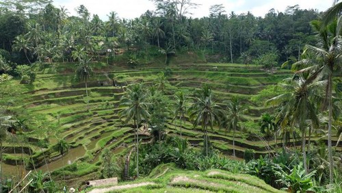 Sawah Tegalalang di Ubud
