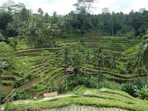 12 Daerah Populer di Bali, Mulai Ubud hingga Canggu