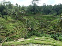 12 Daerah Populer di Bali, Mulai Ubud hingga Canggu