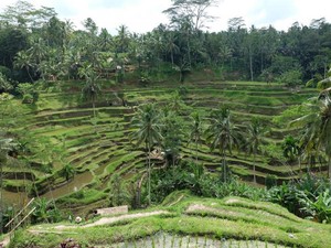 12 Daerah Populer di Bali, Mulai Ubud hingga Canggu