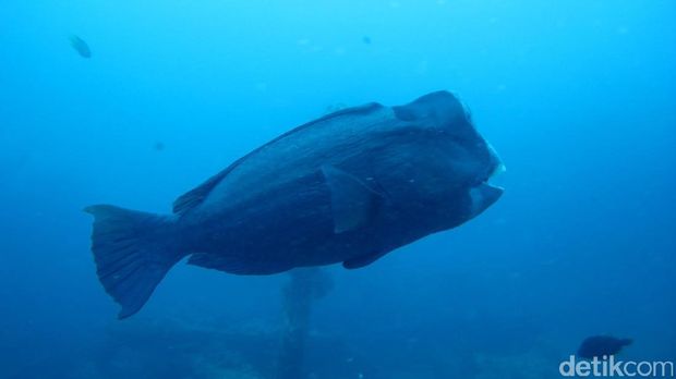 Ikan Bumphead Parrotfish (Kamal/detikTravel)