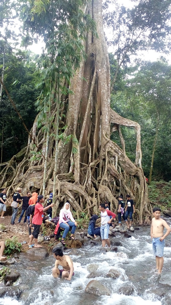 Pohon Akar Seribu Yang Unik Di Mojokerto