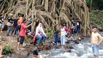 Pohon Akar Seribu yang Unik di Mojokerto