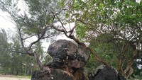Suasana sekitar di pantai Batu Berdaun terlihat asri lantaran tumbuh aneka flora. Sejumlah bangunan saung berdiri di tepian pantai (Baban/detikTravel)