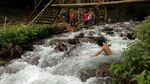 Pohon Akar Seribu yang Unik di Mojokerto