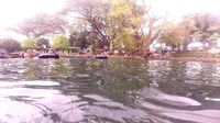Lagi di Pasuruan, Yuk Berenang Mesra Bareng Ribuan Ikan