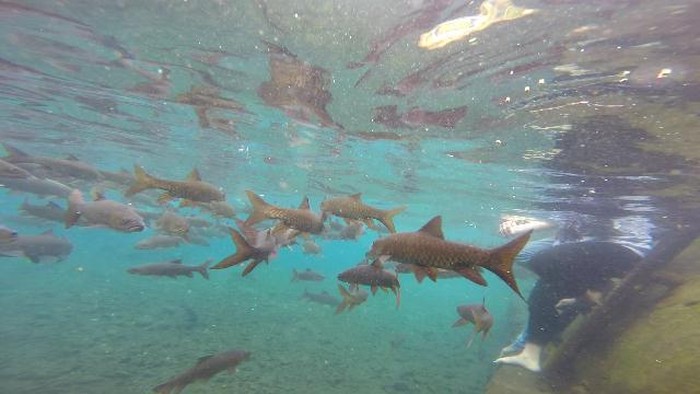 Pemandian Banyu Biru Kabupaten Pasuruan