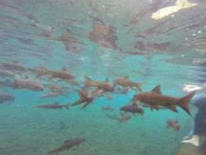 Wisata Banyu Biru Pasuruan: Renang dalam Kolam Berasa Snorkeling di Laut