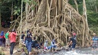 Foto: Bagaimana tidak, untuk menuju ke lokasi ini, Anda harus berjalan kaki menyusuri jalan setapak sejauh kurang lebih 700 meter dari tempat parkir. Setidaknya butuh waktu 30 menit untuk mencapai pohon berakar seribu (Enggran/detikTravel)