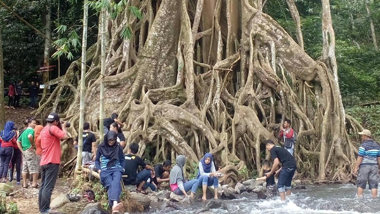 Satu Lagi Mojokerto Punya Pohon Akar Seribu Yang Indah