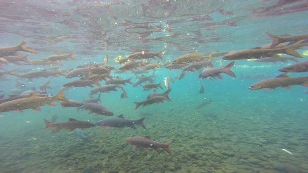 Ribuan ikan tak terganggu dengan adanya manusia di sampingnya