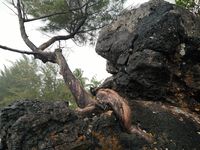 Penampakan pohon di batu