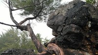 Menatap langsung dari dekat, wujud batu kekar ini menjulurkan sejumlah pohon berbatang kecil yang hingga kini tetap tumbuh. Bukan sulap, bukan pula sihir, proses kemunculan pohon pada batu karang hitam pekat ini terjadi secara alami (Baban/detikTravel)