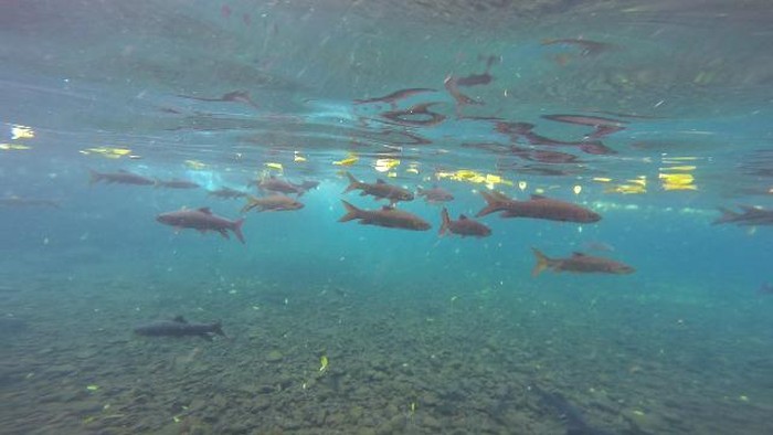 Banyu Biru Pasuruan Keren Banget, Tapi...