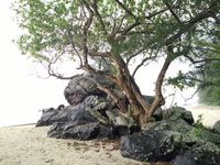 Pohon hidup di atas batu