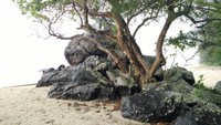 Pohon berdaun yang melekat di batu tersebut, informasinya merupakan jenis pohon laban dan cemara. Penampakan batu berdaun itu sepintas mirip salah satu tipe bentuk bonsai yaitu gaya saike atau miniatur alam (Baban/detikTravel)