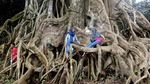 Pohon Akar Seribu yang Unik di Mojokerto