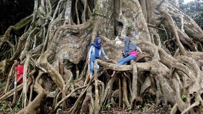 Pohon Akar Seribu yang Unik di Mojokerto