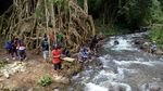 Pohon Akar Seribu yang Unik di Mojokerto