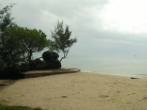 Unik, Ada Batu Berdaun di Pantai Kepri