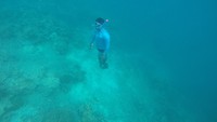 Punya surga bawah laut, kamu bisa snorkeling atau diving di Maratua (Bona/detikTravel)