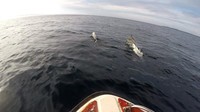 Kalau beruntung, kamu bisa lihat lumba-lumba saat hoping island (Bona/detikTravel)