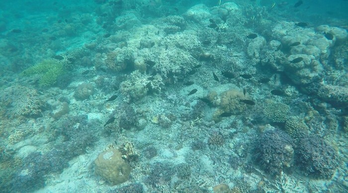 Snorkeling di Maratua, Airnya Super Bening