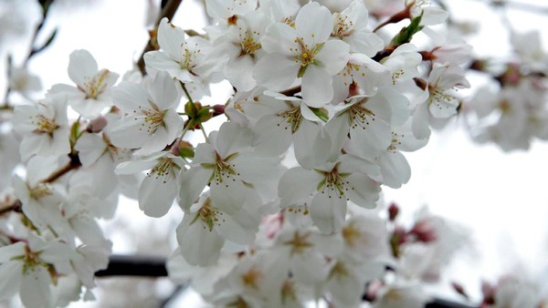 Cantiknya Bunga Sakura saat Bersemi di Washington