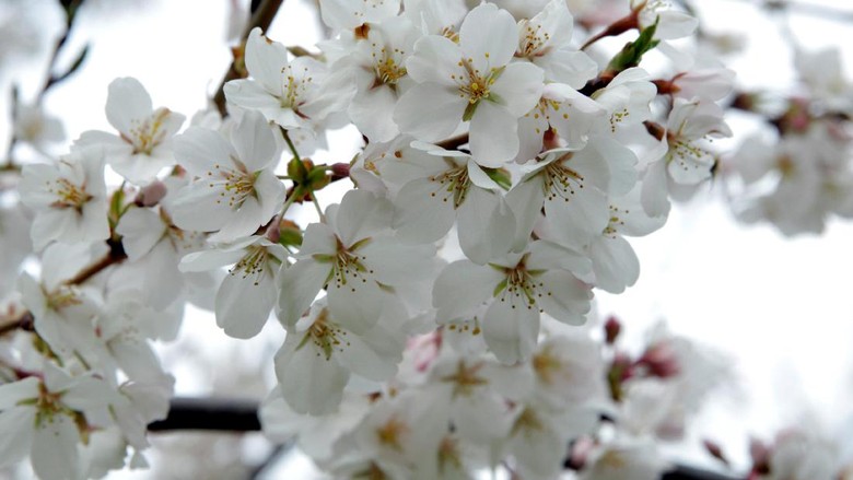 Gambar Bunga Sakura Yang Belum Di Warnai - Gambar Terbaru HD