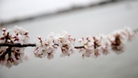 Musim mekar Sakura di Washington sudah bisa dinikmati pada 5 Maret, yang berarti sepuluh hari lebih awal dari rekor sebelumnya, yaitu pada 15 Maret 1990. REUTERS/Joshua Roberts.