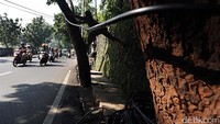 Mereka mengikatkannya ke pohon.