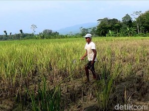 63.000 Ha Sawah di RI Terserang Hama Wereng