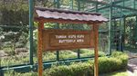 Kupu-kupu & Kura-kura Papua Lucu di Timika