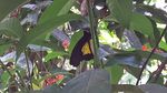 Kupu-kupu & Kura-kura Papua Lucu di Timika