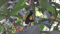 Ada dua kandang di taman kupu-kupu, pastinya dengan beragam kupu-kupu yang beterbangan dan kadang hinggap di pinggir kandang. Cantik! (Radian/detikTravel)