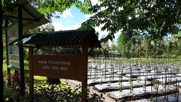 Agrowisata di Timika 